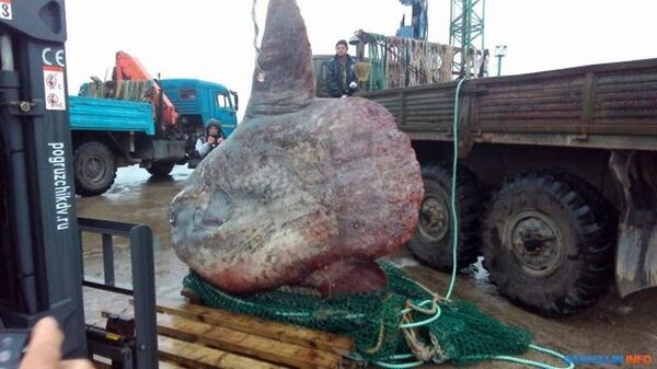 Con cá khổng lồ tại Nga phải ba ngày mới kéo được lên bờ Con cá khổng lồ tại Nga phải ba ngày mới kéo được lên bờ - Sputnik Việt Nam