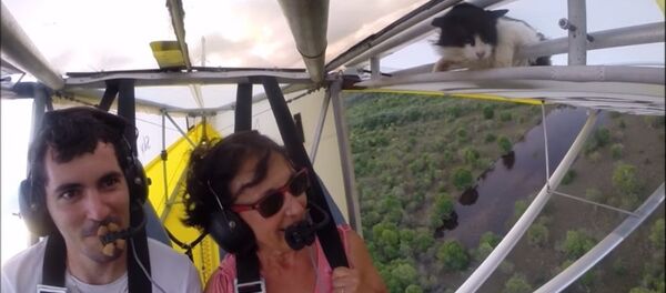 Mèo leo lên chiếc máy bay hạng nhẹ Mèo leo lên chiếc máy bay hạng nhẹ - Sputnik Việt Nam