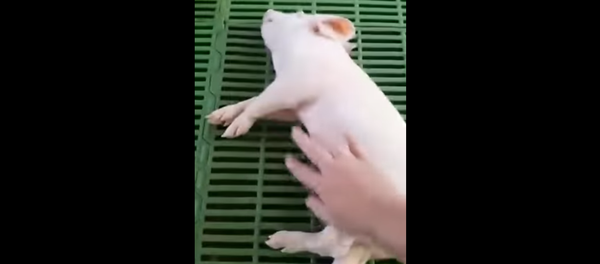 Chú lợn con ngủ say như chết (Video) - Sputnik Việt Nam