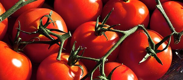 Cà chua Cà chua - Sputnik Việt Nam
