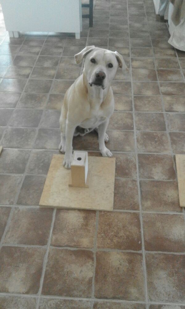 Con chó Blat - Sputnik Việt Nam