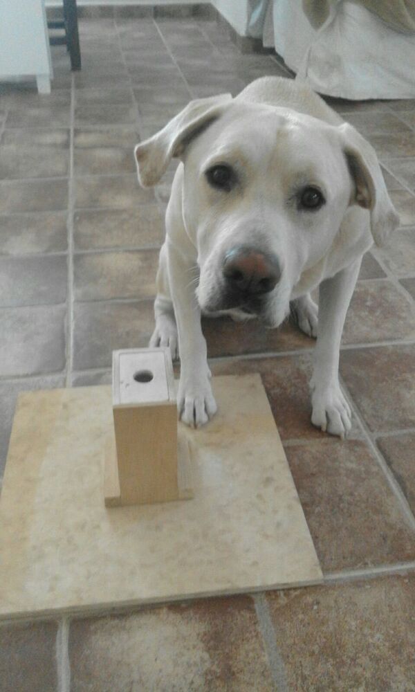 Con chó Blat - Sputnik Việt Nam