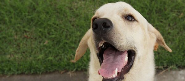 Con chó giống labrador - Sputnik Việt Nam