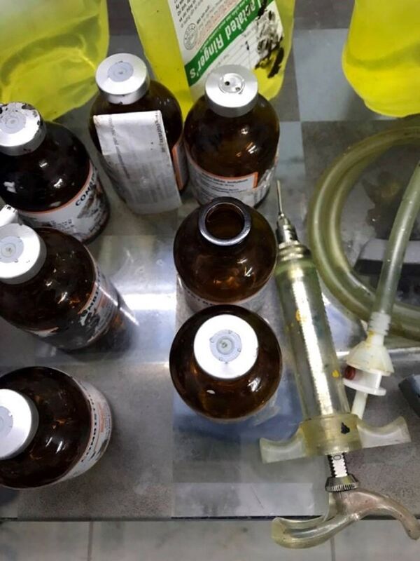 Các dụng cụ dùng để tiêm thuốc an thần cho lợn - Sputnik Việt Nam