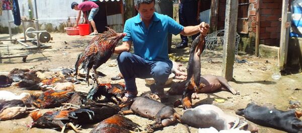 Vụ rò rỉ khí amoniac khiến gia súc, gia cầm nhà anh Tài chết sạch - Sputnik Việt Nam