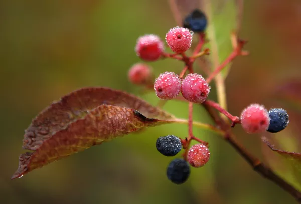 Mỹ. New Hampshire. Quả chín mọng và lá mùa thu. Mỹ. New Hampshire. Quả chín mọng và lá mùa thu. - Sputnik Việt Nam