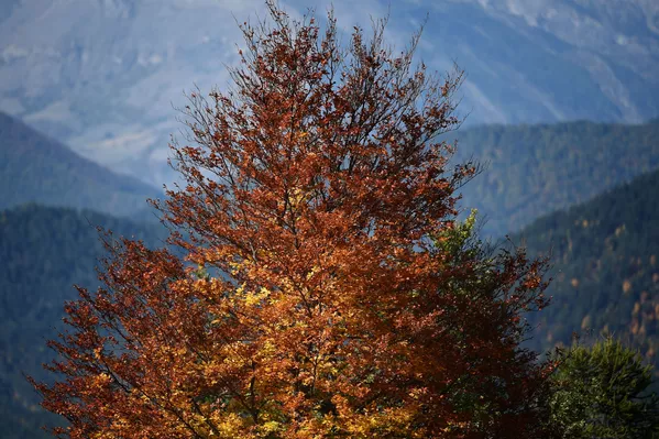 Pháp. Cây phủ đầy lá thu ở vùng núi Alpes. Pháp. Cây phủ đầy lá thu ở vùng núi Alpes. - Sputnik Việt Nam