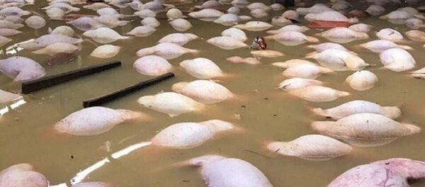 Hình ảnh hàng nghìn con lợn chết trong nước lũ ở Thanh Hóa gây sốc. - Sputnik Việt Nam