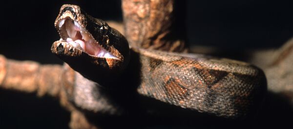 con trăn - Sputnik Việt Nam