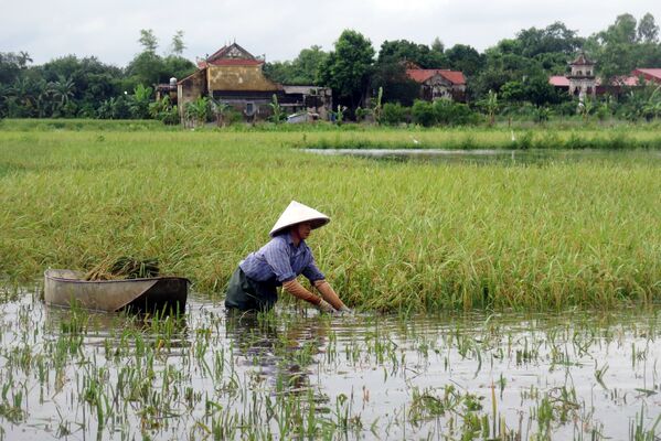 Nam Định. Cánh đồng lúa ngập nước. - Sputnik Việt Nam