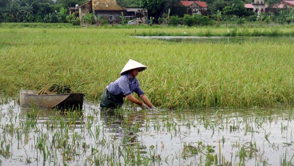 Nam Định. Cánh đồng lúa ngập nước. - Sputnik Việt Nam