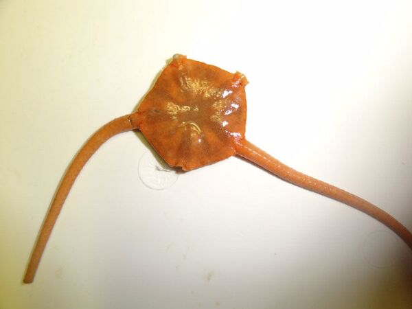 Ophiura irrorata - Sputnik Việt Nam