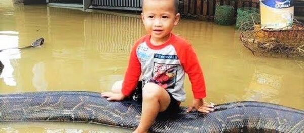 Bé Trương 3 Tuổi Chơi Cùng Trăn Khổng Lồ ở Thanh Hóa - Sputnik Việt Nam