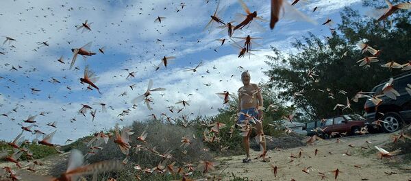 châu chấu - Sputnik Việt Nam