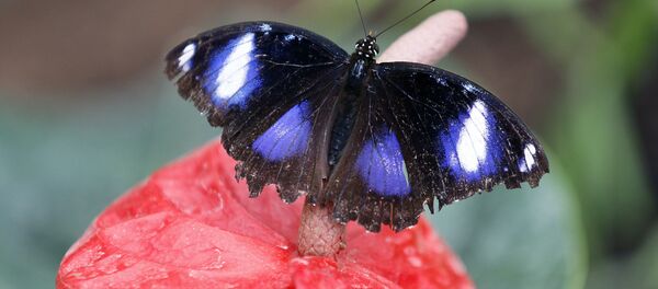 Bướm - Sputnik Việt Nam