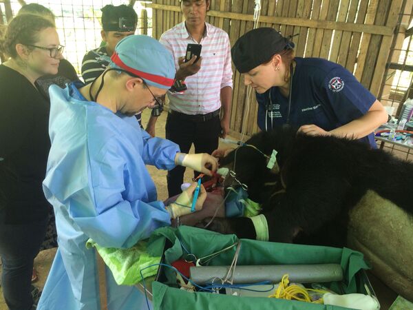 Một nhóm bác sỹ thú y từ Scotland, Việt Nam và Myanmar đã cứu  mạng một con gấu có tên là Nyan htoo - Sputnik Việt Nam