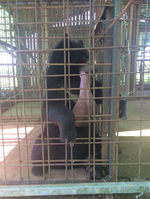 Một nhóm bác sỹ thú y từ Scotland, Việt Nam và Myanmar đã cứu  mạng một con gấu có tên là Nyan htoo - Sputnik Việt Nam