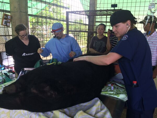 Một nhóm bác sỹ thú y từ Scotland, Việt Nam và Myanmar đã cứu  mạng một con gấu có tên là Nyan htoo - Sputnik Việt Nam