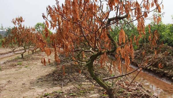 Những cây đào chết khô giữa ruộng Những cây đào chết khô giữa ruộng - Sputnik Việt Nam