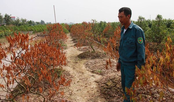 Người trồng đào khóc ròng khi nhìn đào khô cháy Người trồng đào khóc ròng khi nhìn đào khô cháy - Sputnik Việt Nam