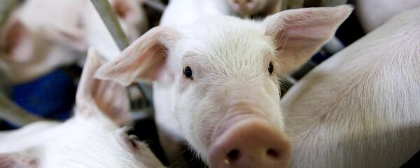 Con lợn Con lợn - Sputnik Việt Nam