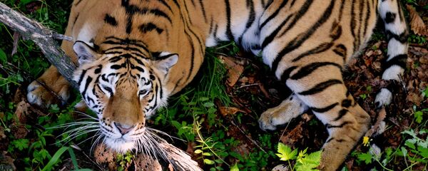 con hổ Amur con hổ Amur - Sputnik Việt Nam