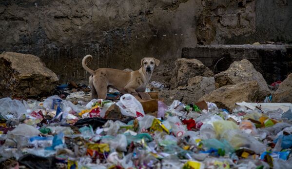 Nhiếp ảnh gia Syed Umer Hasan với bức ảnh “Đời sống hoang dã vùng Karachi” (Karachi Wildlife) giành giải Nhiếp ảnh gia môi trường trẻ tuổi”. - Sputnik Việt Nam