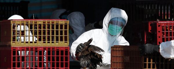 Cúm gia cầm - Sputnik Việt Nam