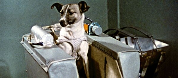 con chó Laika con chó Laika - Sputnik Việt Nam