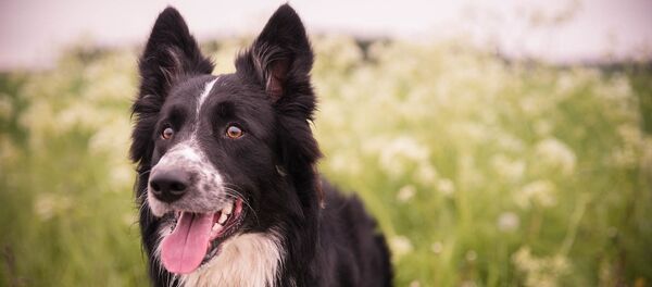 Chú cún con - Sputnik Việt Nam