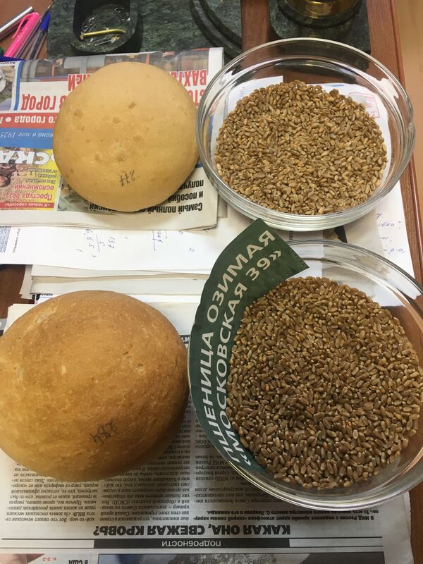 Giống lúa mì của Nga đặc biệt chịu lạnh  - Sputnik Việt Nam