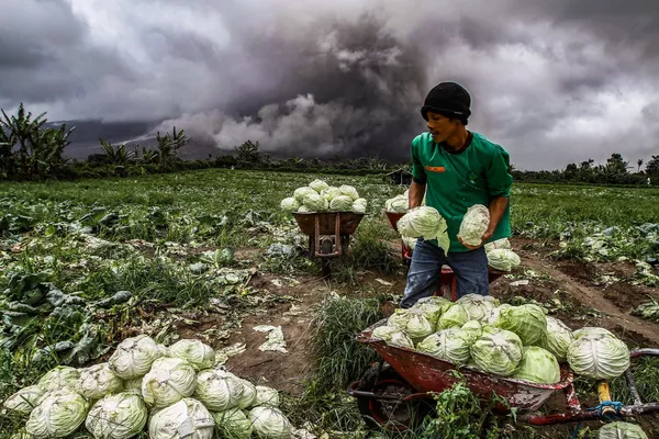 Nông dân Indonesia thu hoạch bắp cải trong khi núi lửa Sinabung phun trào Nông dân Indonesia thu hoạch bắp cải trong khi núi lửa Sinabung phun trào - Sputnik Việt Nam