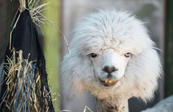 Những con lạc đà không bướu trong trang trại “Alpaca Nga tại Kurkino, Moskva - Sputnik Việt Nam