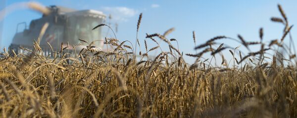 Lúa mỳ Nga - Sputnik Việt Nam