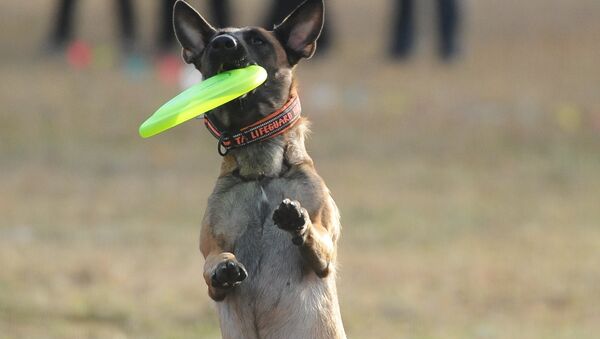 Con chó nòi Malinois Bỉ - Sputnik Việt Nam