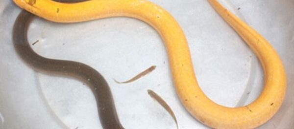 Một sinh vật giống lươn nhưng có màu sắc sặc sỡ. - Sputnik Việt Nam