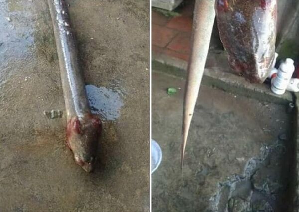 Sau khi đăng tải, thông tin trên đã nhận được lượt chia sẻ chóng mặt. - Sputnik Việt Nam