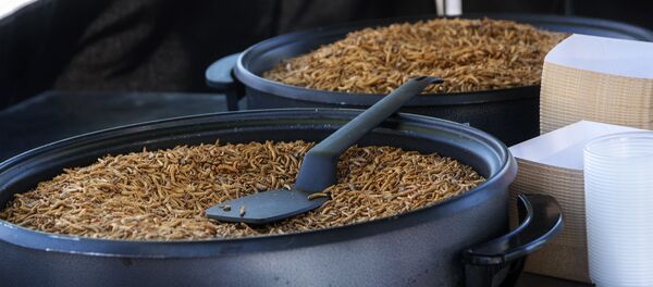 Sâu bột Sâu bột - Sputnik Việt Nam