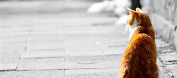 Сon mèo - Sputnik Việt Nam