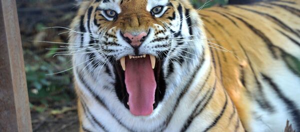 Con hổ - Sputnik Việt Nam