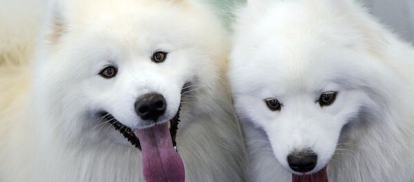 Hai con chó - Sputnik Việt Nam