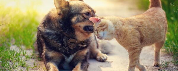 Mèo va chó Mèo va chó - Sputnik Việt Nam