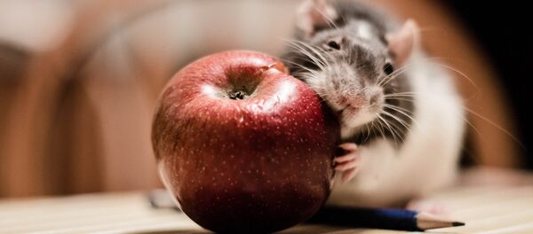 Сon chuột  - Sputnik Việt Nam