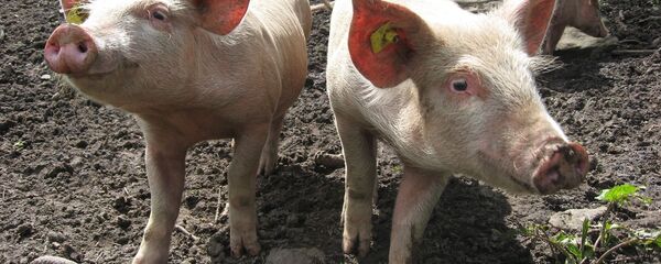 con lợn con lợn - Sputnik Việt Nam