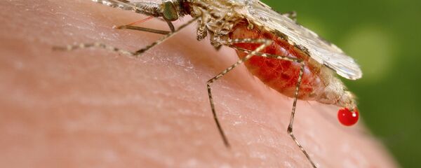 Малярийный комар Малярийный комар - Sputnik Việt Nam