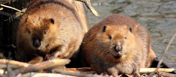 hải ly - Sputnik Việt Nam