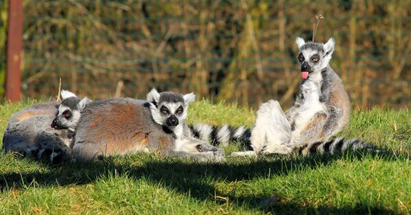 Madagascar. Loài khỉ lùn - đại diện điển hình của động vật trên đảo. - Sputnik Việt Nam