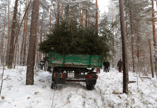 Những cây thông Giáng sinh được bán vào dịp Năm mới ở tỉnh Novosibirsk Những cây thông Giáng sinh được bán vào dịp Năm mới ở tỉnh Novosibirsk - Sputnik Việt Nam