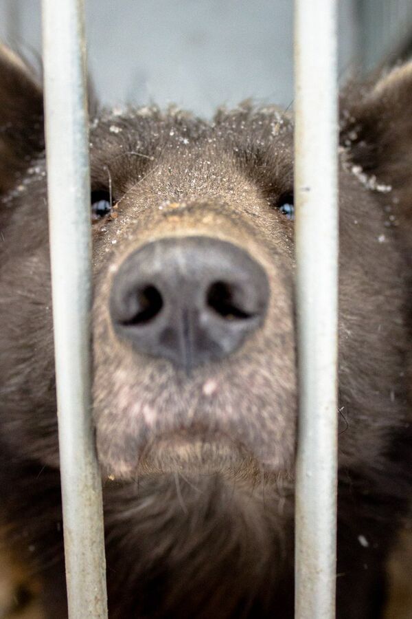 Con chó giống như gấu - Sputnik Việt Nam