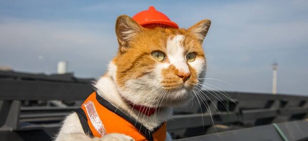 Chú mèo Mostik Chú mèo Mostik - Sputnik Việt Nam